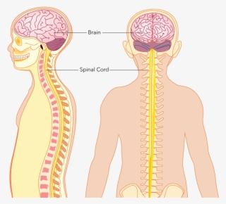The Central Nervous System Consists Of The Brain And - Illustration #7788684