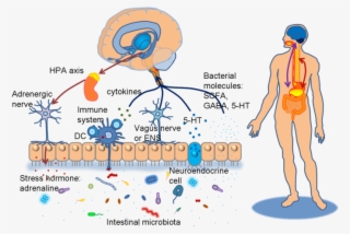 Diagram Of Brain Gut Micorbiota Axis - Brain Gut Skin Axis #7788742