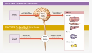 This Text's Coverage Of The Nervous System Parallels - Overview Of Chapters 13 And 14 #7788964