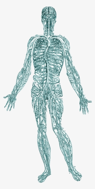 When Remove Trauma From The Body, It Helps Regulate - Vesalius Nervous System #7789103