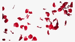 Falling Rose Petals Transparent Png - Rose Petals For Photoshop #7791326