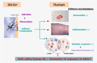 Figure 1 - - Mosquitoes Effect On Humans #7792297