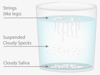 Candida Spit Test Transparent Background - Wine Glass #7792860