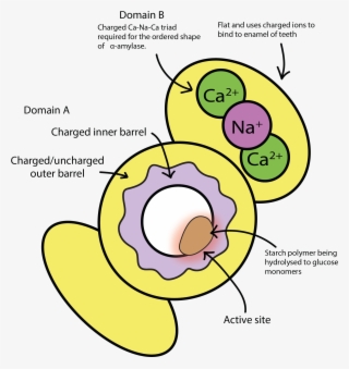 A Sketch Of The Overall Structure And Functional Units - Structure Statherin #7792921