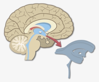 An Image Showing The Brain Ventricles In Midsagittal - Cerebral Aqueduct In Brain Model #7792981