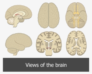 An Image Showing All Brain Perspectives/views - Different Views Of The Brain #7793077