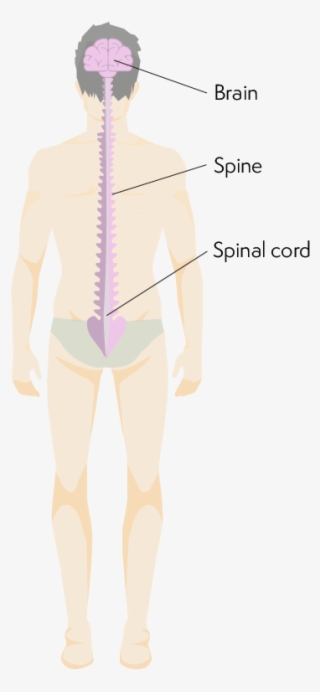 Body From The Back Showing Location Of Brain And Spinal - Standing #7793549