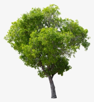 Tree, Green, Isolated, Garden, Forest, Decoration #7793696