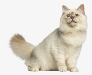 Alimento Para Gatos - Cat Yawns #7794278