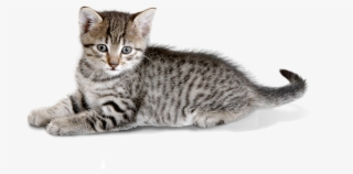 Desenhos De Gatos Para Colorir, Pintar, Imprimir Espao #7795373