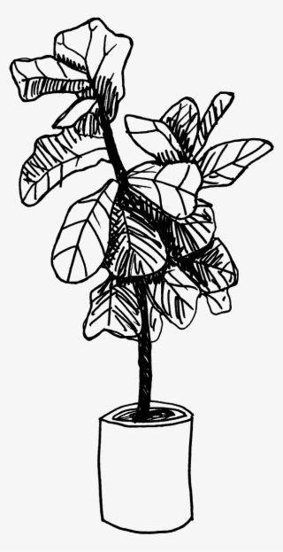 Orchid #7796188