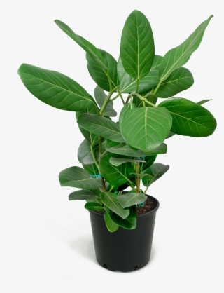 Ficus Audrey Large Rubber Plant, Ficus, Houseplants, - Fig Trees #7797343
