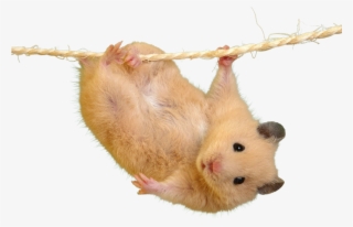 Cutout - Most Cutest Hamster In The World #7797539