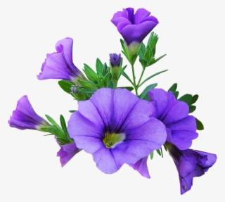 Flower, Purple, Plant - Petunia Fondo Transparente #7798372