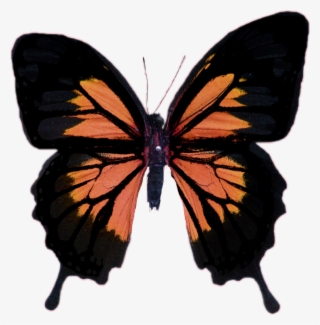 Borboleta Sticker - Papilio Ullyses #7798903