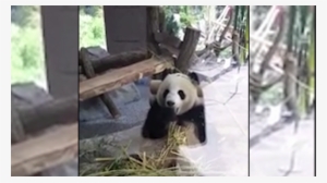 Animal Stockfootage - Panda #780366
