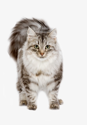 Cats, Cute Animals, And Kitten Image - Cat #780526