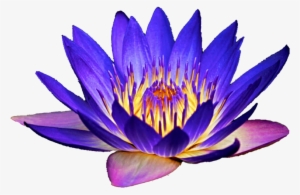Water Lily Clipart At Getdrawings #780857