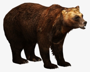 Kamchatka Brown Bear - Transparent Asian Black Bear #782083