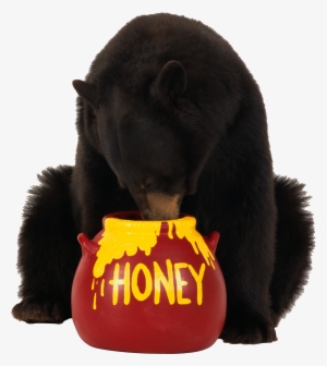Bear Png Image Without Background #782187