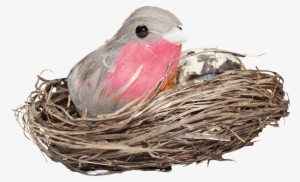 Nest Png Hd Photo - Bird In Nest Png #782224