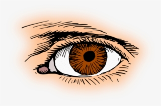 Eye Color Iris Pupil Human Eye - Brown Eye Clipart #783604