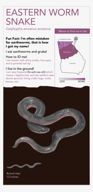 This Project Includes - Eastern Brown Snake #783632