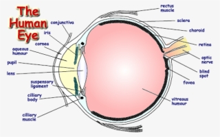 Download Png - Labelled Diagram Of Human Eye #783676