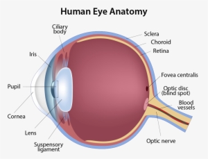 Human Eye Anatomy - Structure Of The Eye #783719