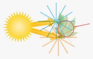 Diagram Of The How Light Enters The Human Eye - Paso Robles Olive Oil Competition Awards Graphics #783930