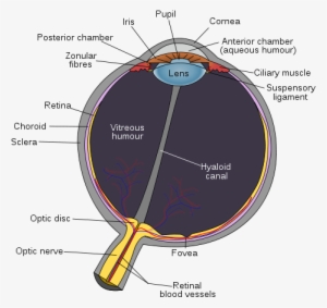 The Human Eye Is A Complex Structure That Focuses And - Parts Of Eye Color #783959