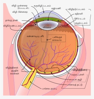 Schematic Diagram Of The Human Eye Ta - Corpi Ciliari #784048