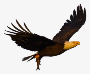 An Eagle's Calendar Is Based On Their Position Relative - Art Deco #784051