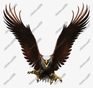 Flight Of The Eagle #784238