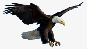 Eagle Flying - Eagle Psd #784453