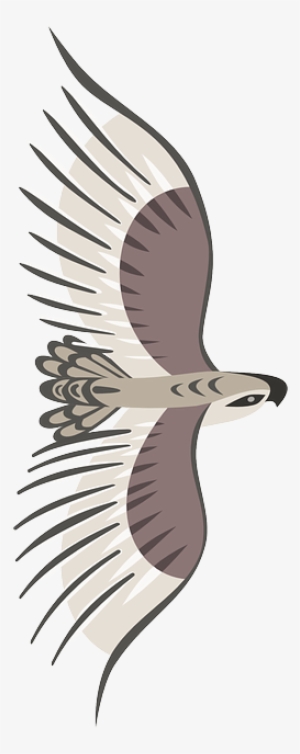Eagle, Bird, Wings, Flying, Animal, Top-view - Bird Top View Png #784477