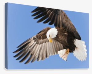 Bald Eagle In Flight With Talons Holding Fish Bait #784647