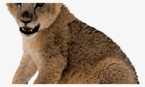 Cute Small Lion Png Image - Lion Cub Transparent Background #785008