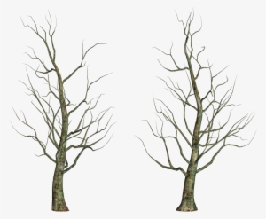 Leafless Tree Png Images - Portable Network Graphics #785491