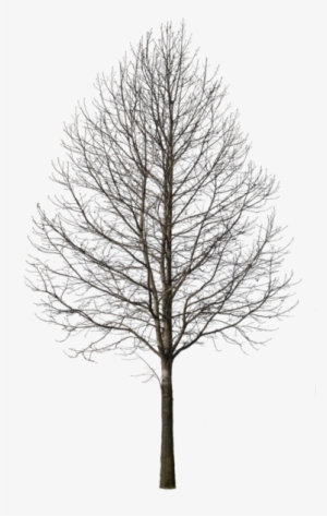 Com Tree Plan Photoshop, Photoshop Rendering, Tree - Deciduous Tree #785559