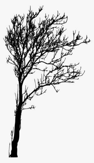 Tree Silhouette Png #785671