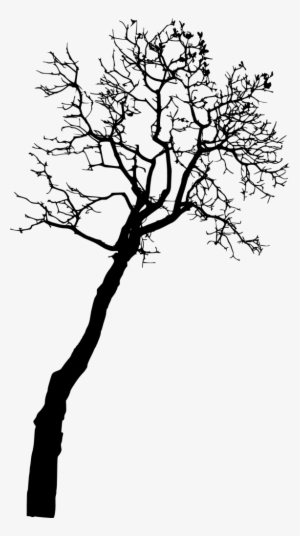 Free Png Bare Tree Silhouette Png Images Transparent - Portable Network Graphics #785697