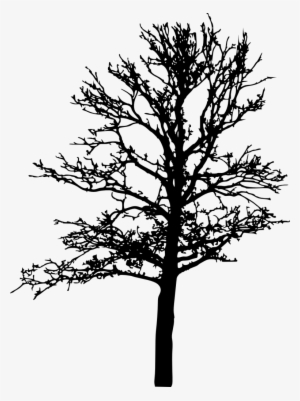 18 Bare Tree Silhouette Png Transparent Vol 2 Onlygfxcom - Portable Network Graphics #785871