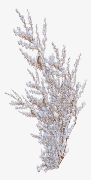 Images Of Christmas Tree Png Spacehero Picmix - Pond Pine #785997