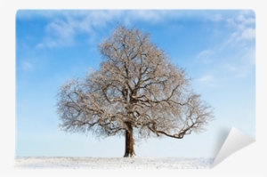 Oak #786587