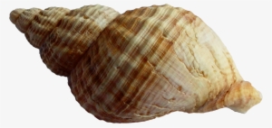 Shell Png #787041