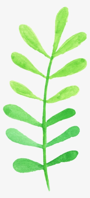 Free Download - Erythroxylaceae #787315