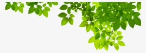 Topright Leaves-is - Aidance Scientific Terrasil Therapeutic Skincare Ointment, #787462 Topright Leaves-is - Aidance Scientific Terrasil Therapeutic Skincare Ointment, #787462