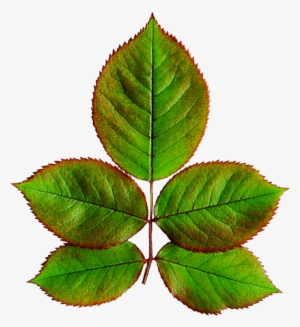 Rose Leaves Png Library - Leaves Of Rose Plant #788107