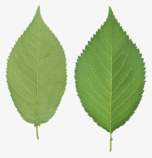 Green Leaves Png Image - Green Leaf No Background #788356
